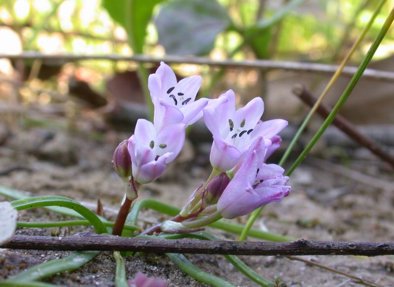 Flora corsa